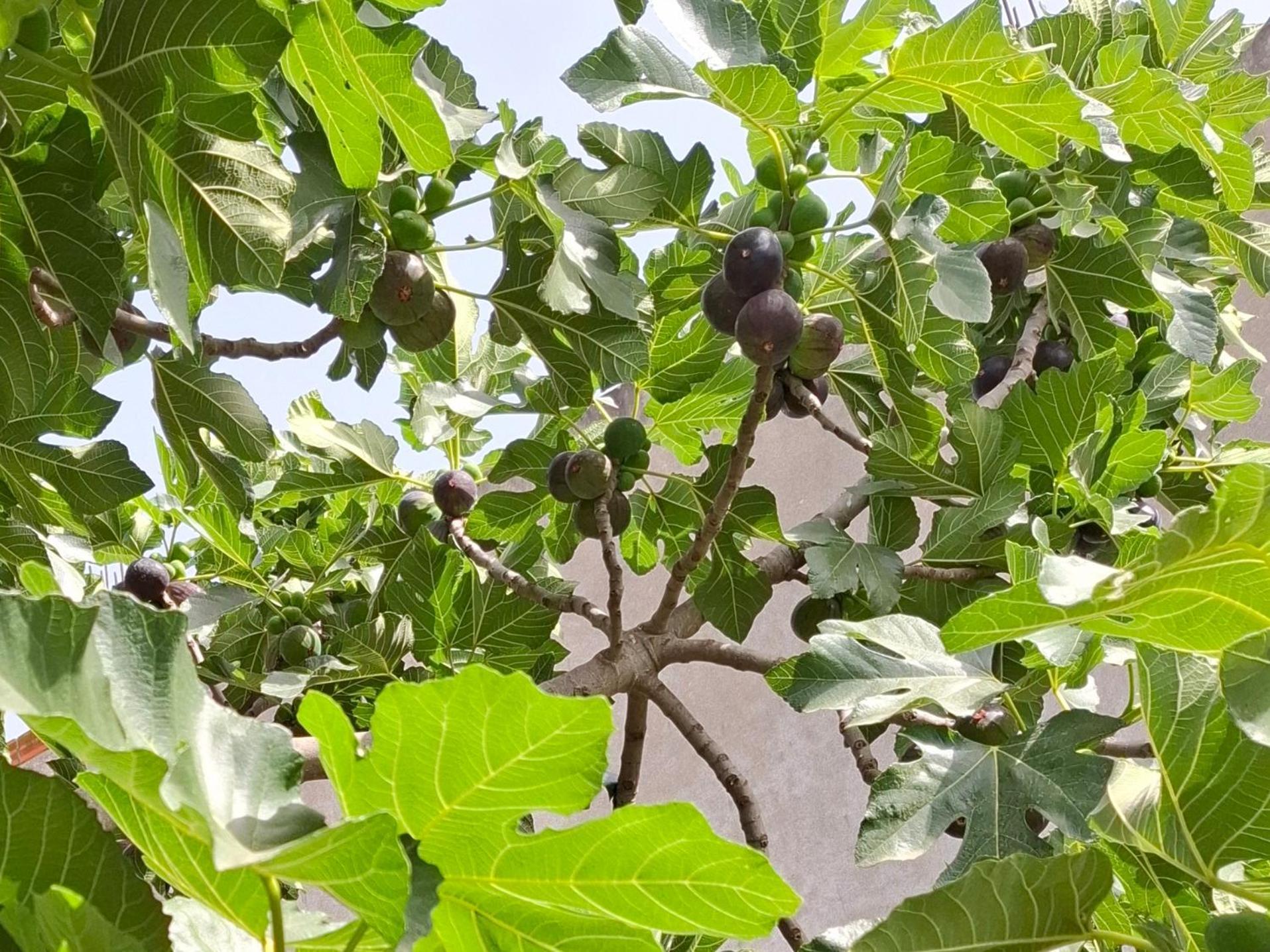 Vila Noar Vlorë Buitenkant foto